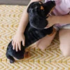 Dachshund Dog Giant Stuffed Animal